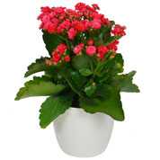 Kalanchoe rojo + Cubremaceta Blanca